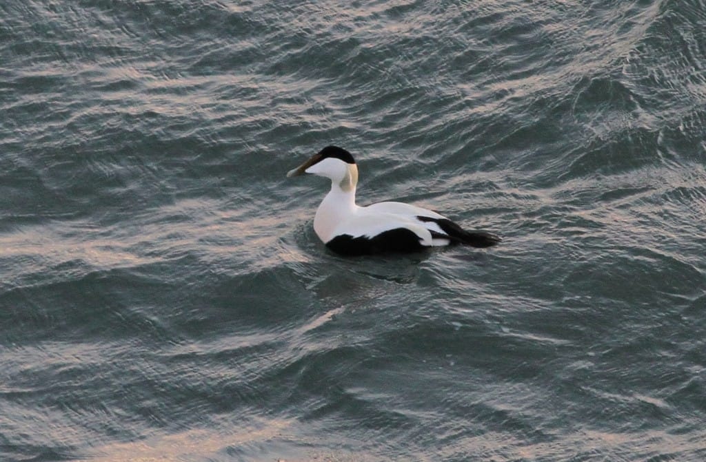 Eider, off Fog Station, by Martin Garner