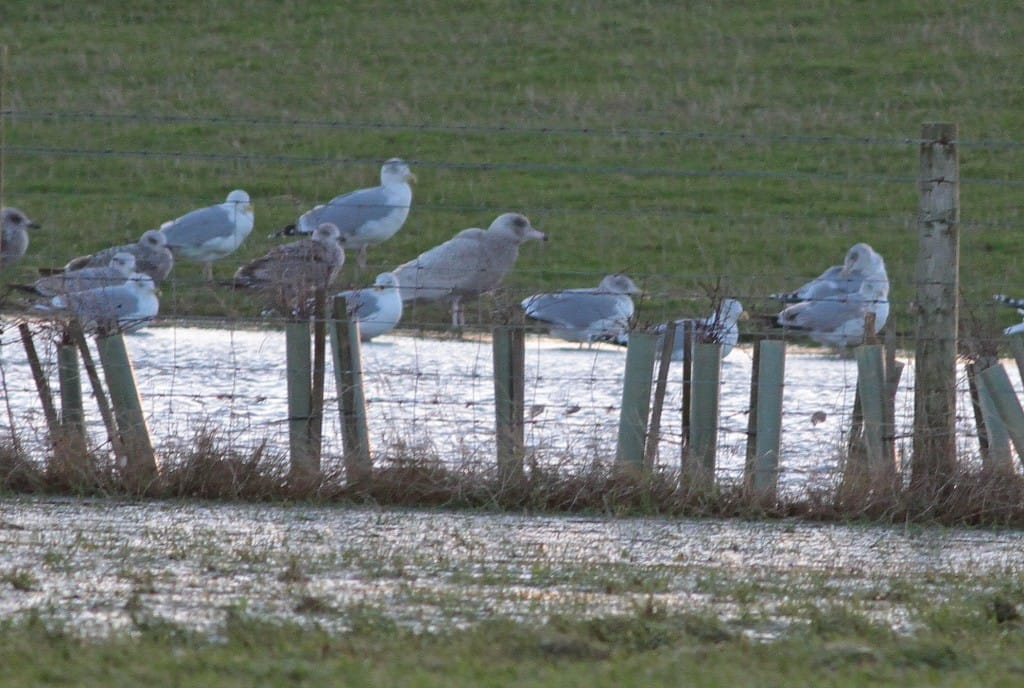 Juvenile Glaucous Gull, Martin Garner