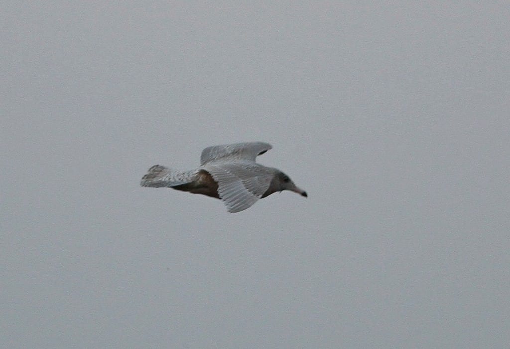 Juvenile Glaucous Gull, Martin Garner
