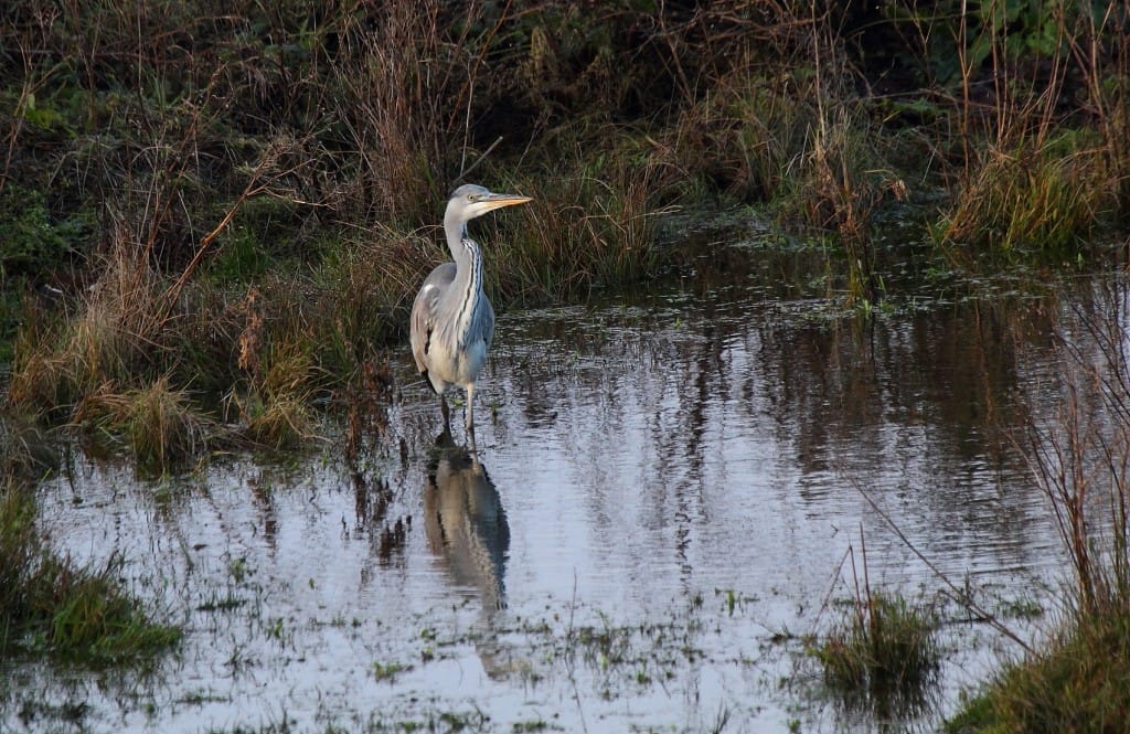 Grey Heron, Buckton, Alan Walkington