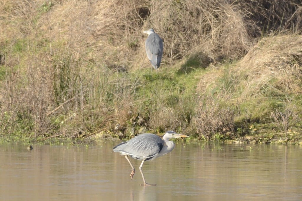 Grey Herons at Thornwick Pool, by Andy Hood