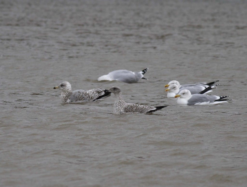 Herring Gulls, Thornwick Pool, by John Beaumont