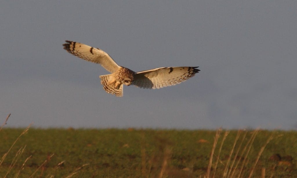 Short-eared Owl at Buckton, by Alan Walkington