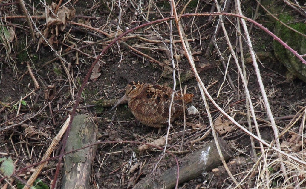 Woodcock, South Landing, by Alan Walkington