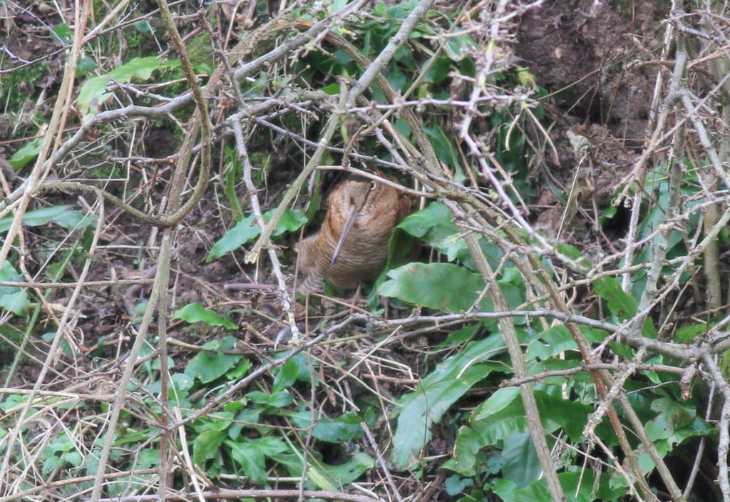 Woodcock, South Landing, by Chrys Mellor