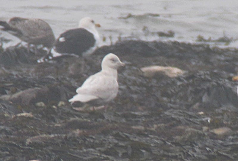 2nd-winter Iceland Gull at South Landing by Martin Garner