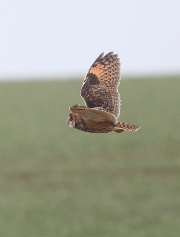 Long-eared Owl, Buckton, by Paul Reed