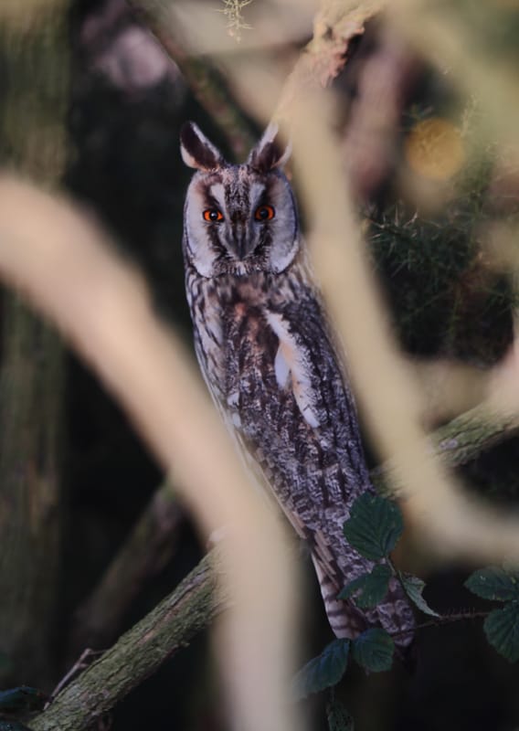 Long-eared Owl, Buckton, by Paul Reed