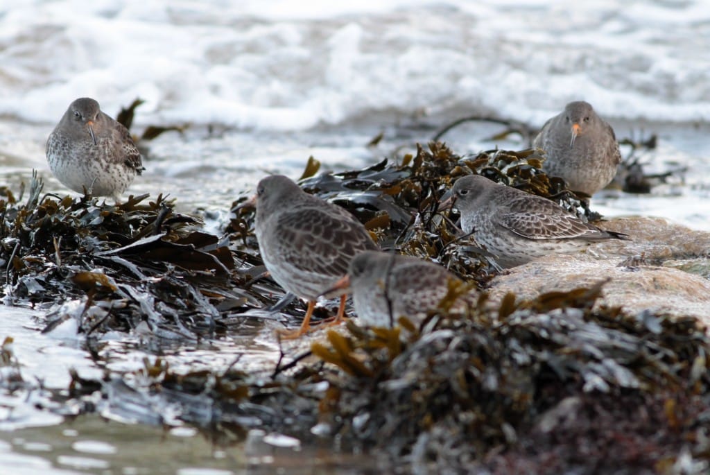 Purple Sandpipers, off South Cliffs, by Martin Garner