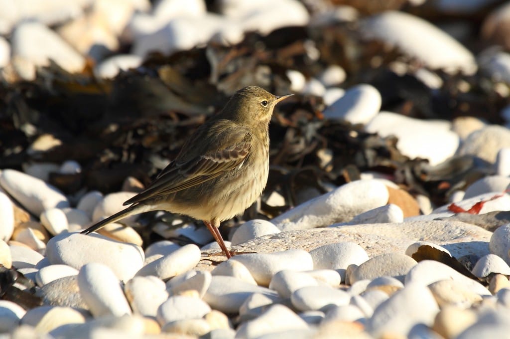 Rock Pipit, South Landing, Alan Walkington