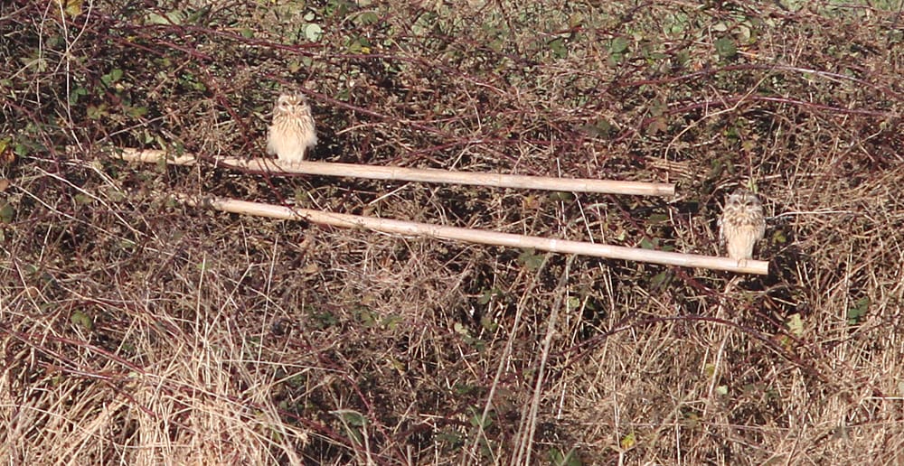 Short-eared Owls roosting on ringing poles at Buckton by Mark Thomas