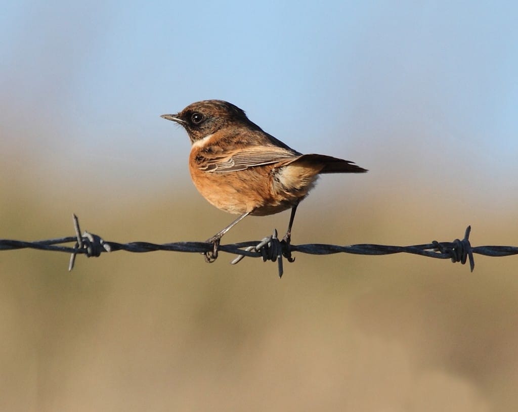 Stonechat, Buckton, by Alan Walkington
