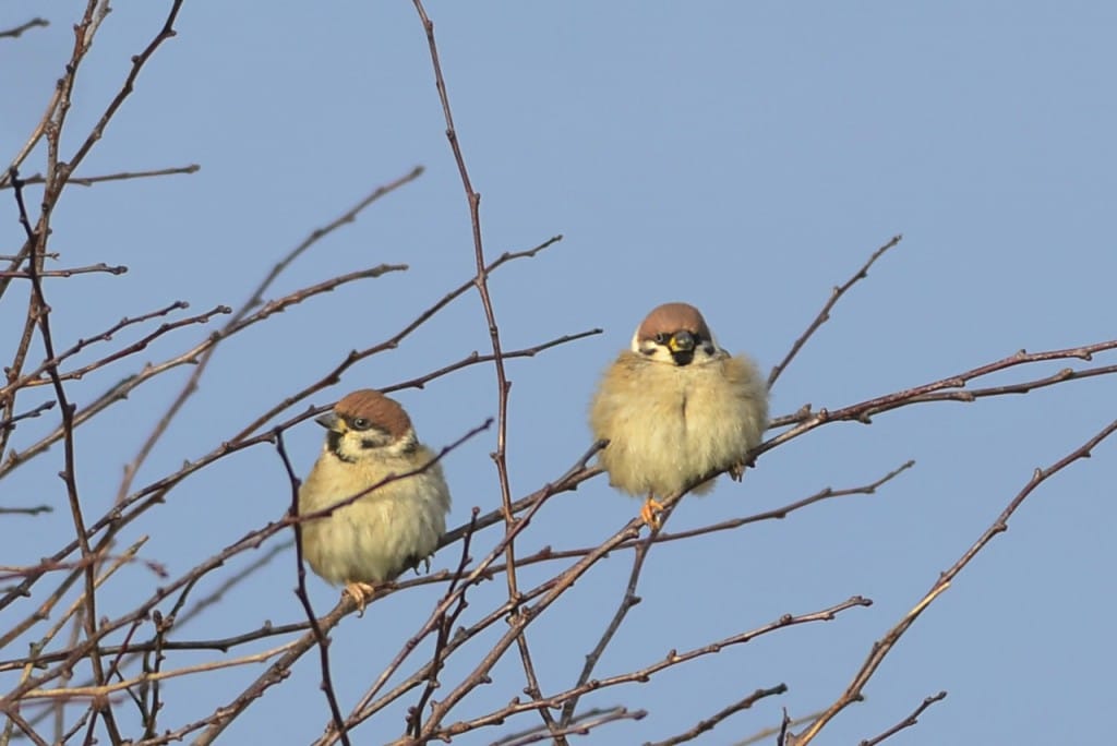 Tree Sparrows by Andy Hood