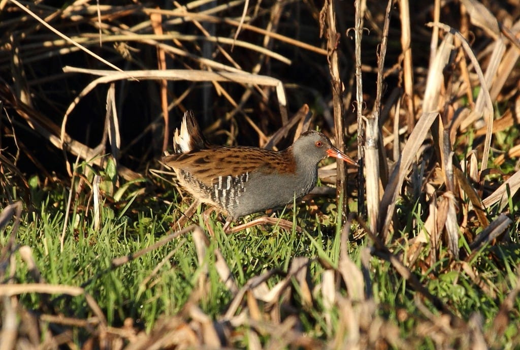 Water Rail, Buckton, by Alan Walkington