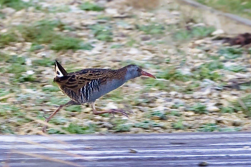 Water Rail, Thornwick Pool, Andrew Allport