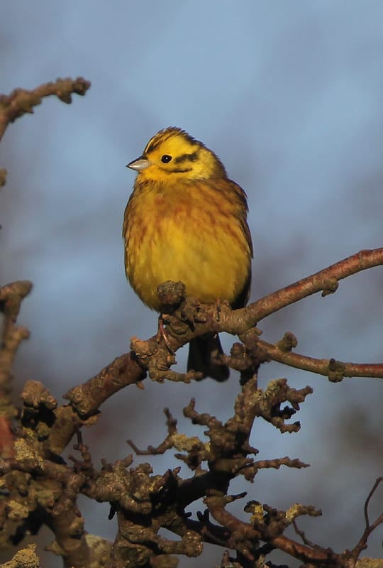 Yellowhammer, Buckton, by Paul Reed