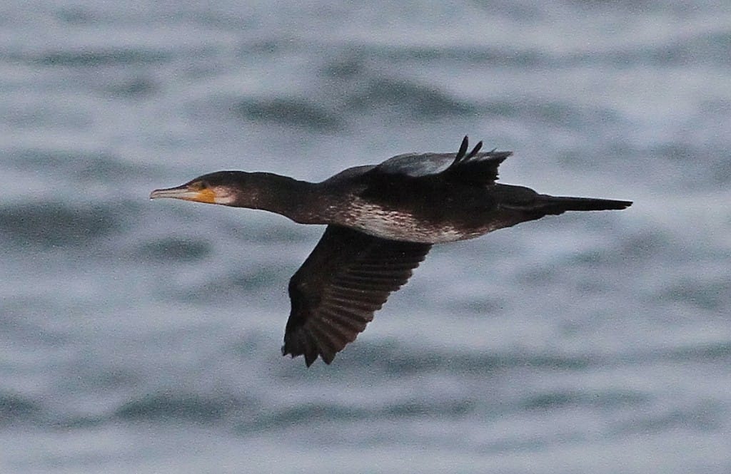 Cormorant, by Martin Garner