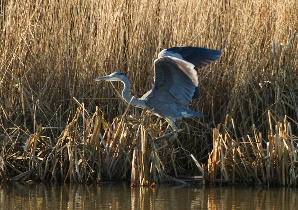Grey Heron, Thornwick Pool, by Jo Collins