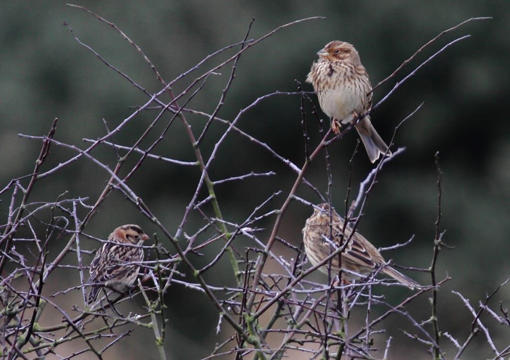 Lapland Buntings with Reed Buntings, Buckton, by Paul Reed