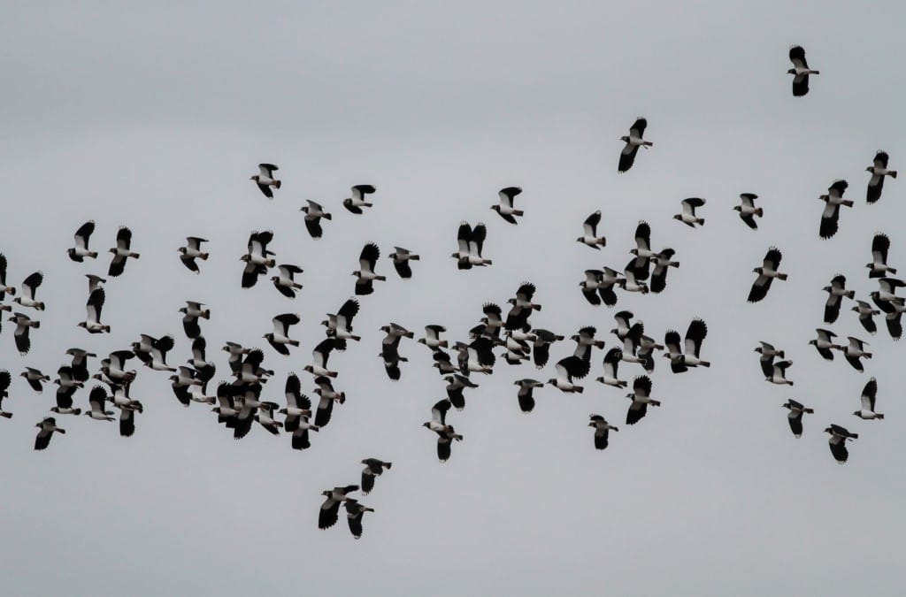 Lapwings at North Dykes, by Martin Garner