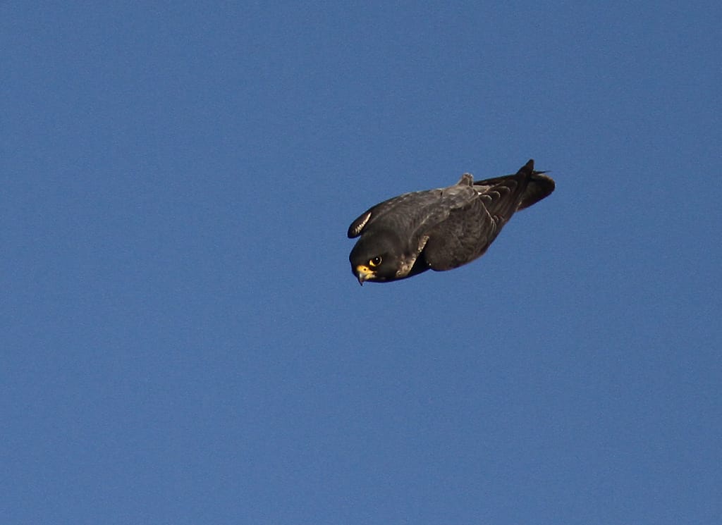 Peregrine at Buckton, by Paul Reed