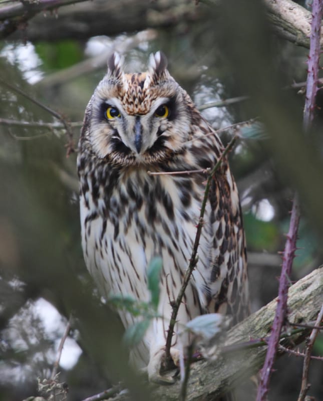 Short-eared Owl, Buckton, by Paul Reed