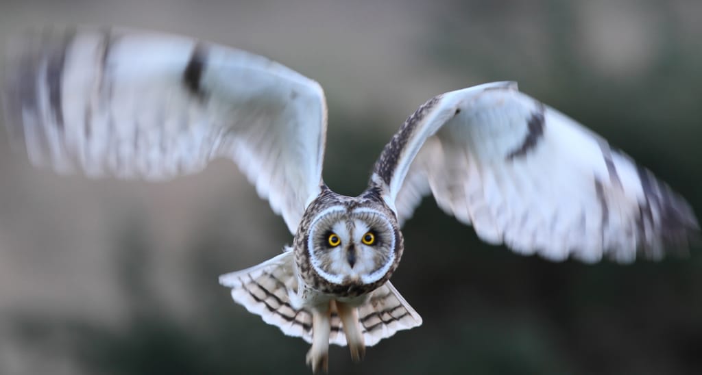 Short-eared Owl, Buckton, by Paul Reed