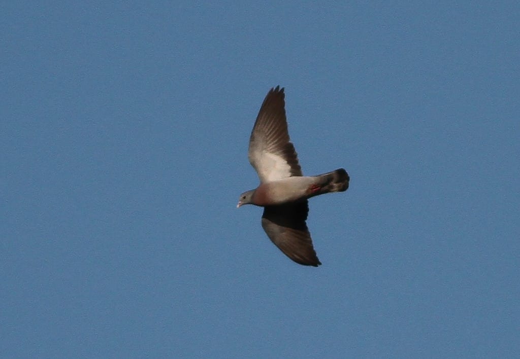 Stock Dove, by Martin Garner