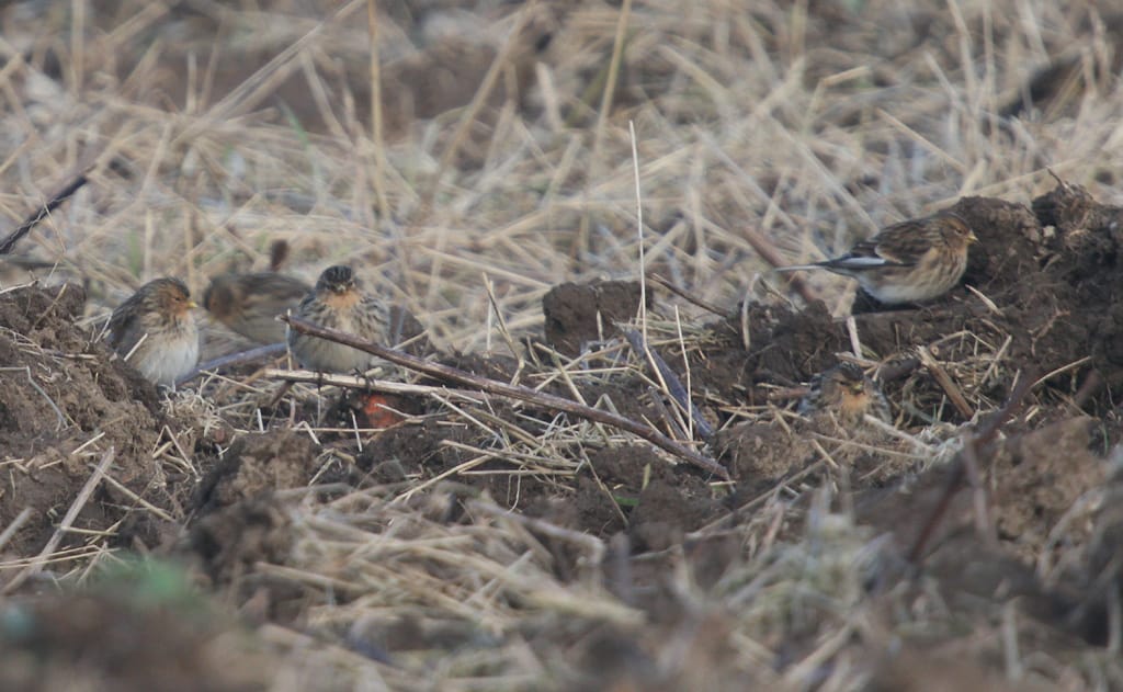 Twite, Buckton, Paul Reed