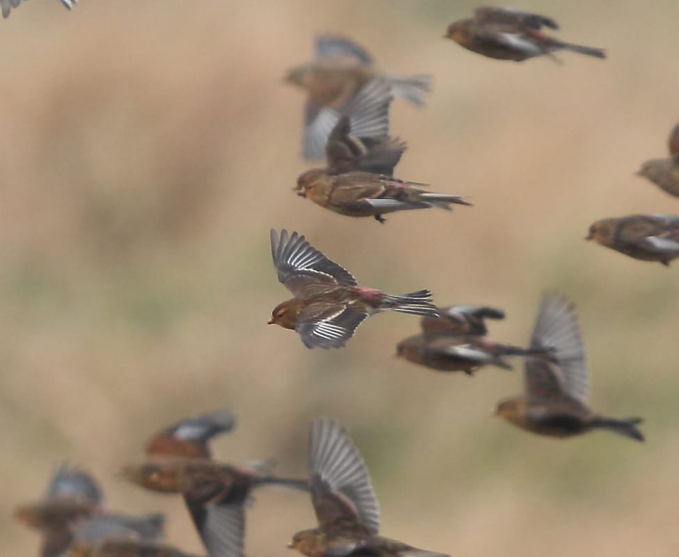 Twite, Buckton, by Paul Reed