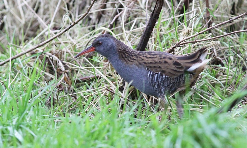 Water Rail at Buckton by Mark Thomas