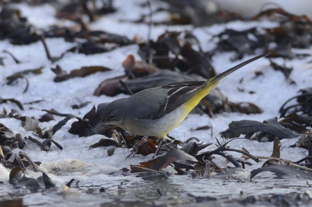 Grey Wagtail, South Landing, by Andy Hood
