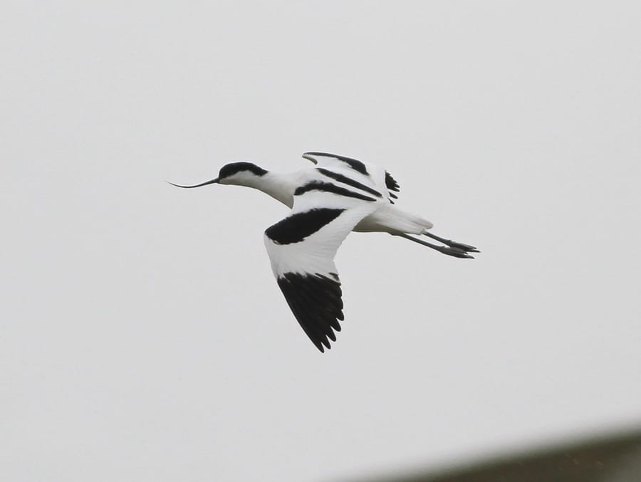 Avocet, Thornwick Pool, by Martin Garner