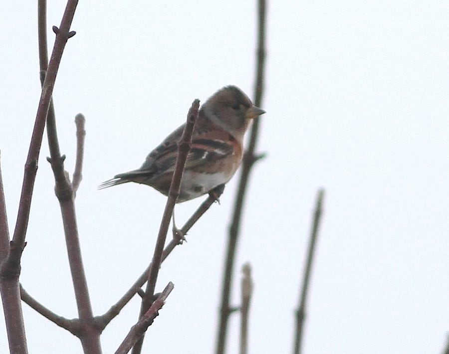 Brambling, by Martin Garner
