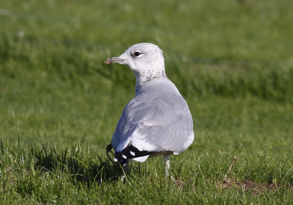 Common Gull, by John Beaumont