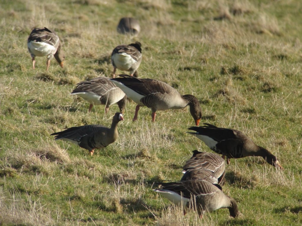 Russian & Greenland White-fronted Geese with Greylags, North Marsh, by Andy Hood