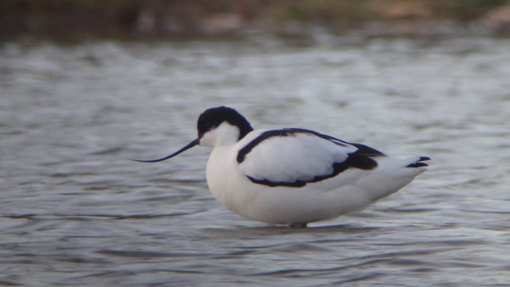 Avocet, Thornwick Pool, by Andy Hood