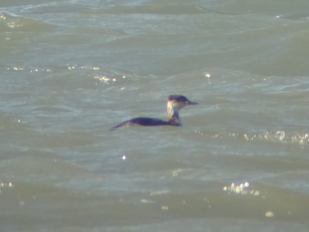 Red-necked Grebe, South Landing, by Andy Hood