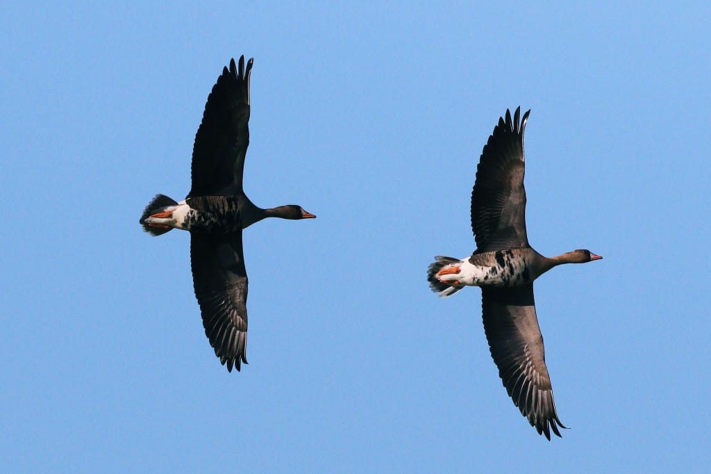 Greenland & Russian White-fronted Geese, by Andrew Lassey