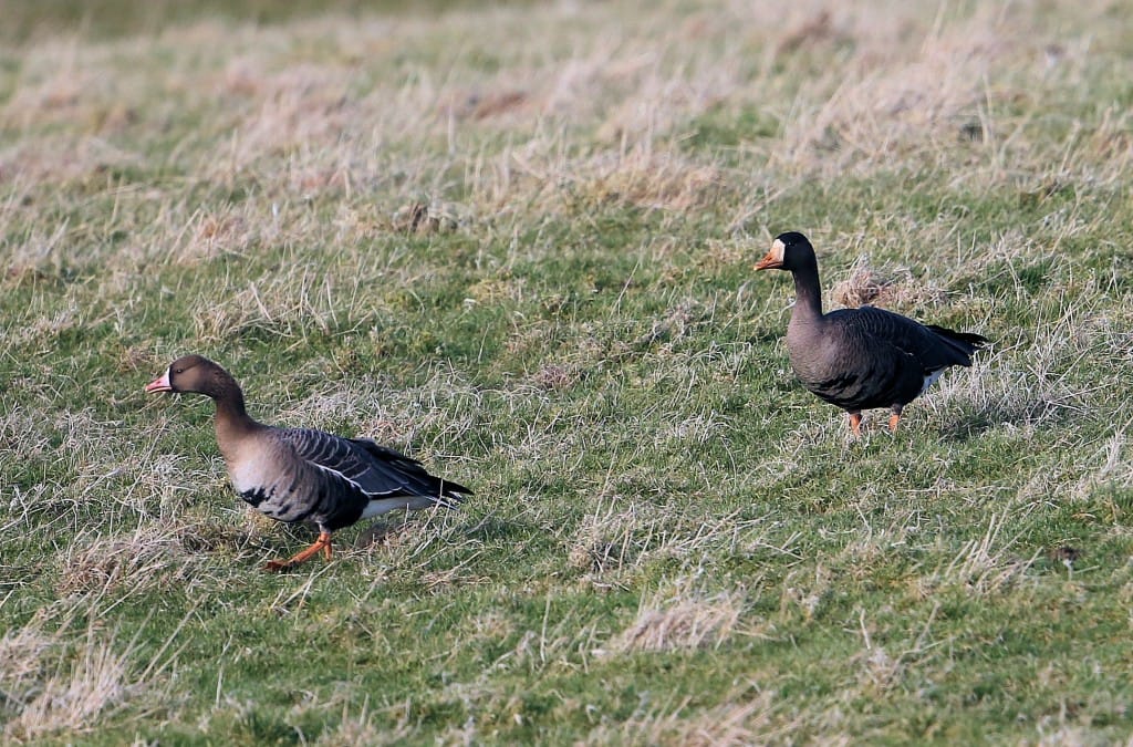 Greenland & Russian White-fronted Geese, by Andrew Lassey