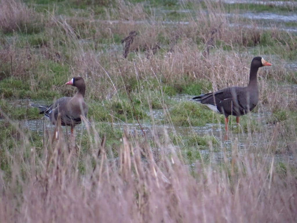 Russian & Greenland White-fronted Geese, Outer Head, by Brett Richards