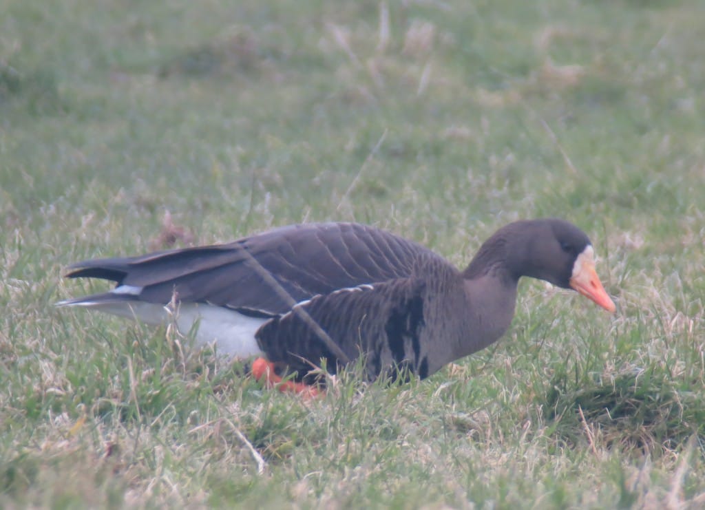 Greenland White-fronted Goose, Water Lane, by Brett Richards