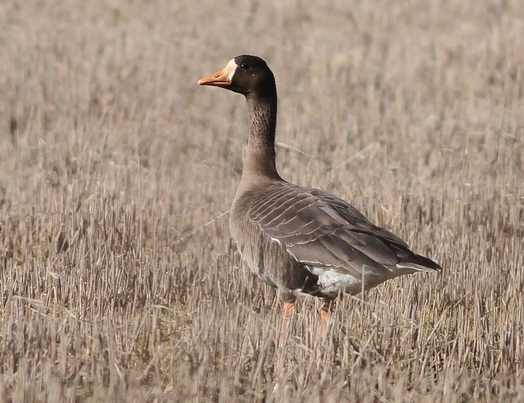 Greenland White-fronted Goose, by Martin Garner