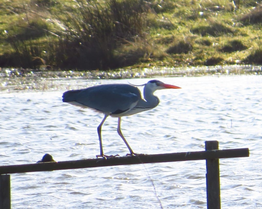 Grey Heron, North Marsh, by Brett Richards