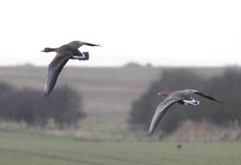Greenland & Russian White-fronted Geese, by Martin Garner