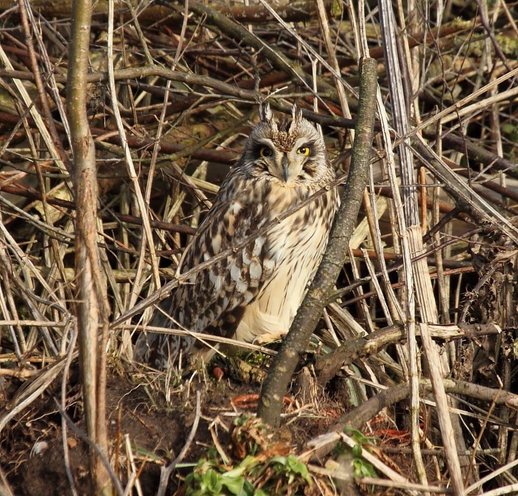 Short-eared Owl, Buckton, byAlan Walkington