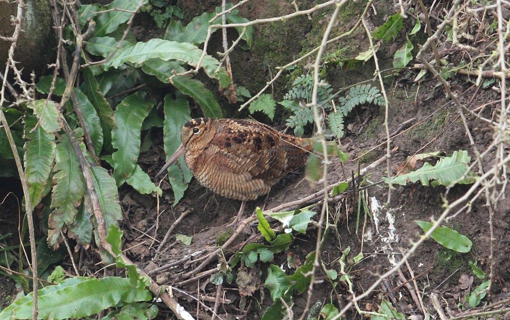 Woodcock, South Landing, by Alan Walkington