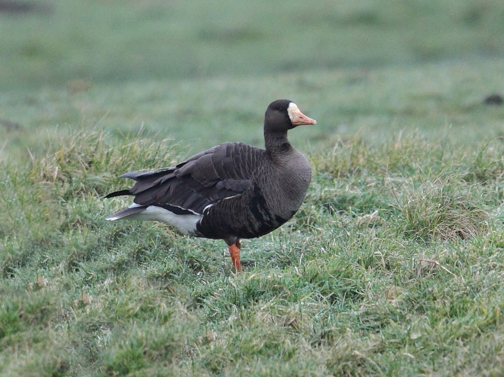 Greenland White-fronted Goose, Water Lane, by Alan Walkington