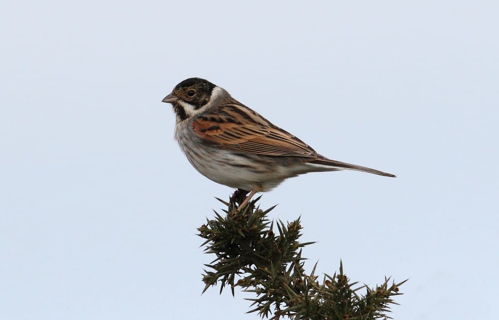 Reed Bunting, Buckton, by Alan Walkington