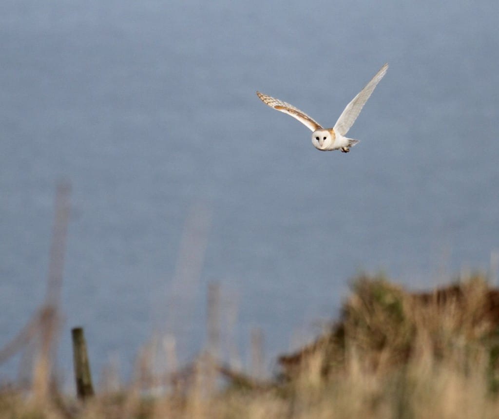 Barn Owl, Buckton, by Lee Johnson